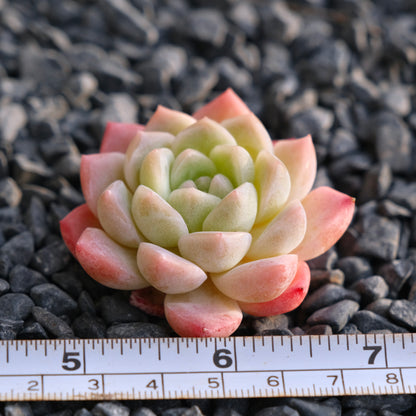 Mystery Hybrid Imported Succulent Plant