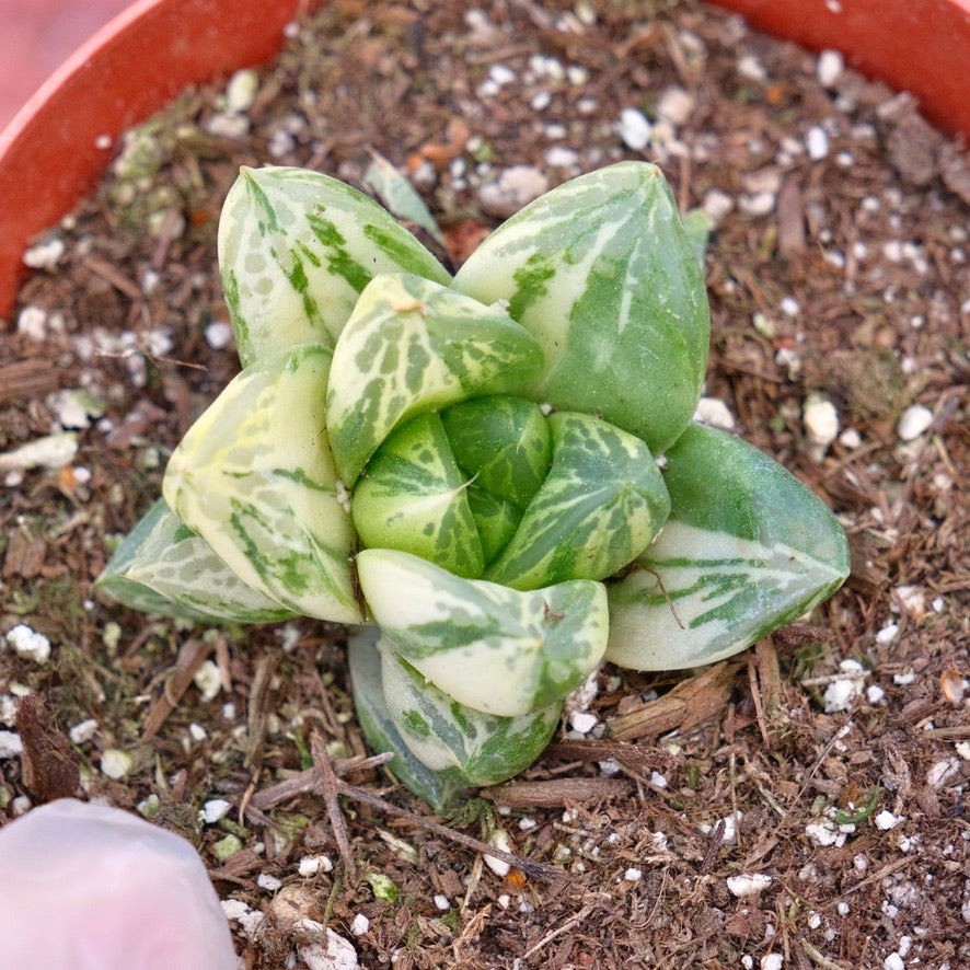 Haworthia cymbiformis variegated Succulent Plant
