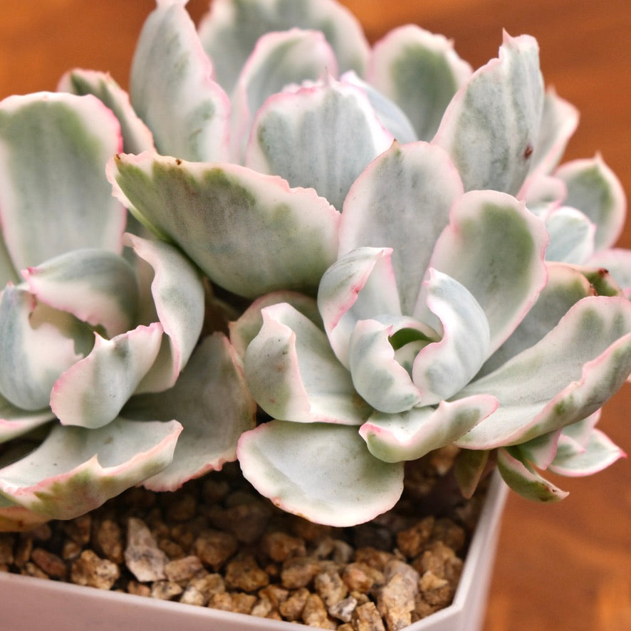 indoor plants berkeley Variegated Echeveria Berkeley Light Imported Succulent Plant (Not reco – Succielife
