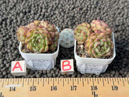 Echeveria Chocolate Mocha Imported Succulent Plant