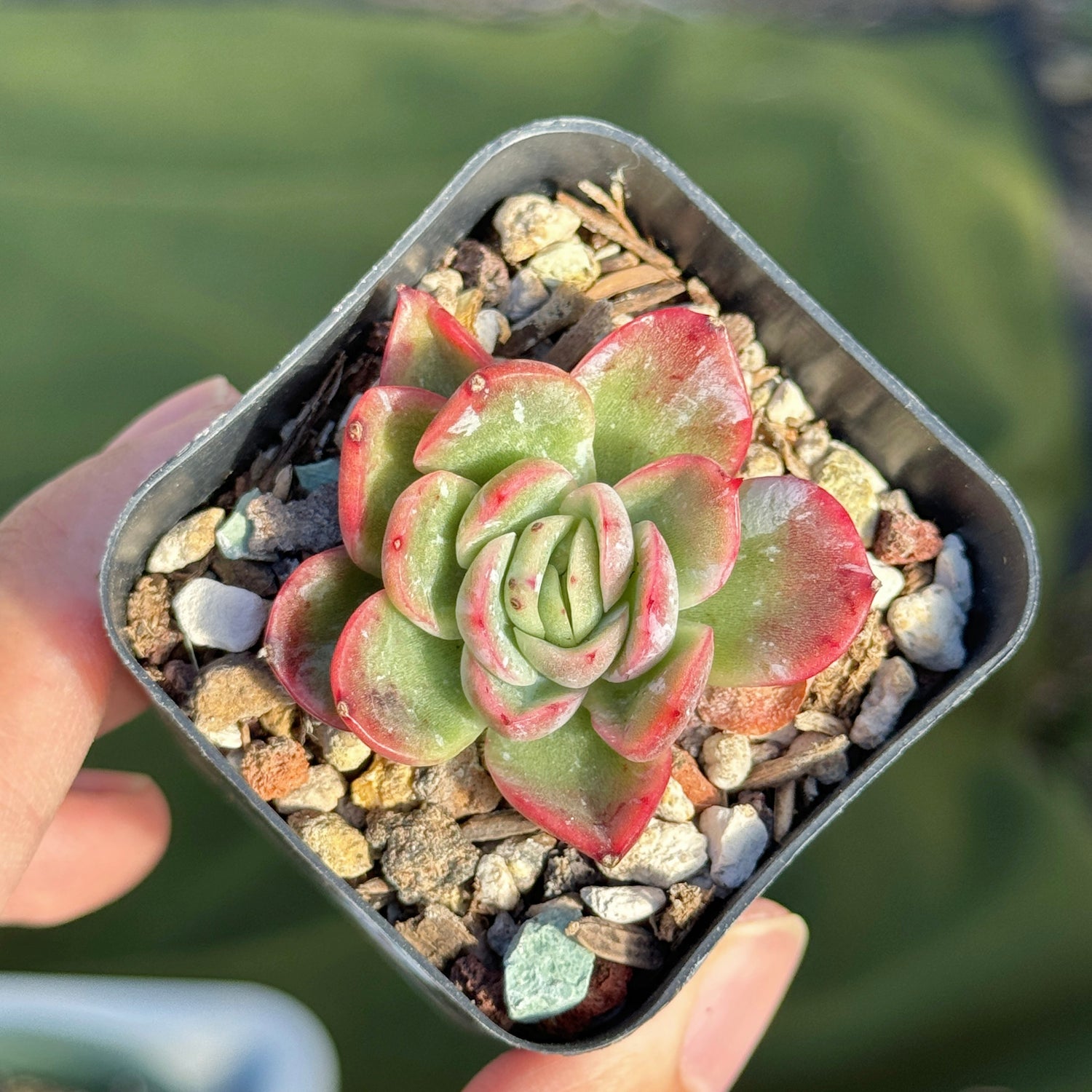 ghost echeveria succulent Echeveria Lazaga Ghost Korean Succulent Plant – Succielife