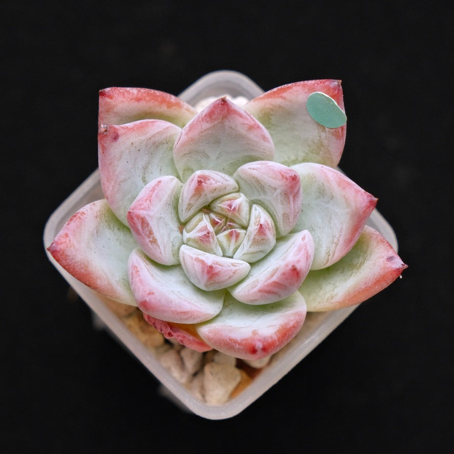 Echeveria Midnight Korean Succulent Plant