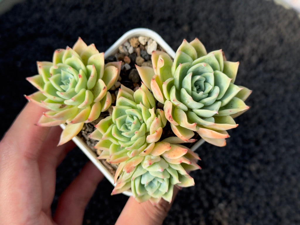 Echeveria Pansy Imported Succulent Plant