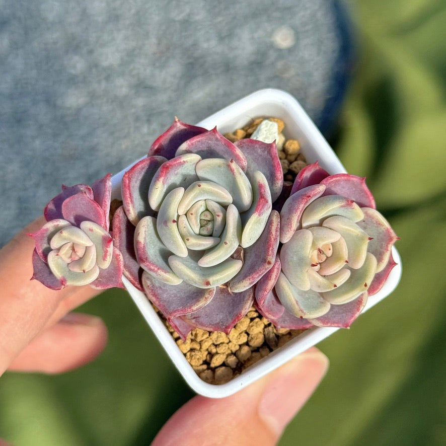Echeveria Kiss Me Korean Succulent Plant Changhee hybrid
