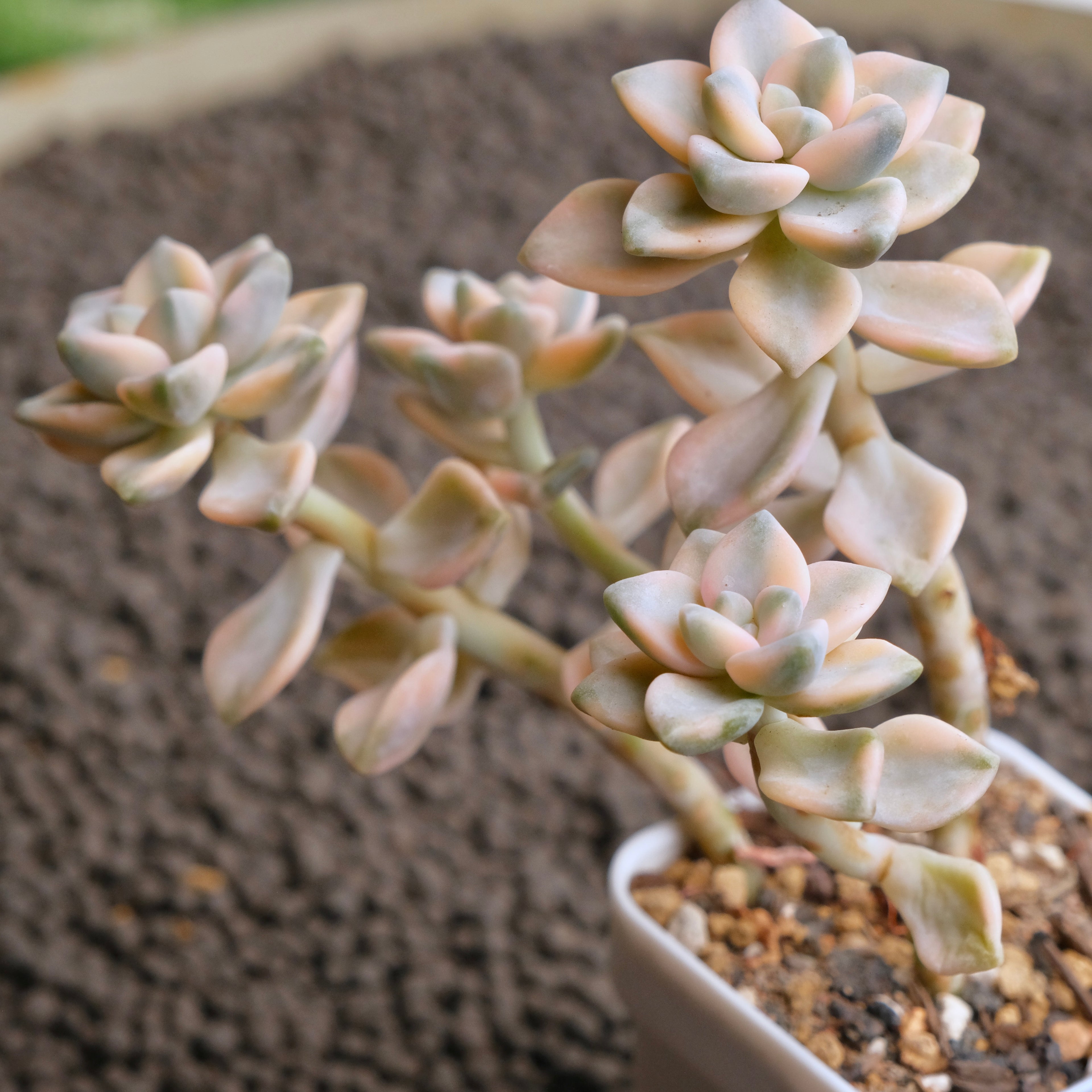 Graptoveria Titubans variegated Imported Succulent Plant - C