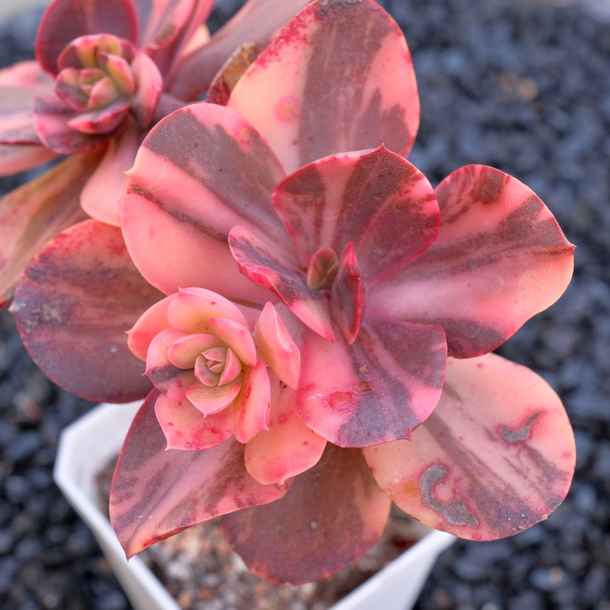 Big Variegated Echeveria Primadonna Korean Succulent Plant