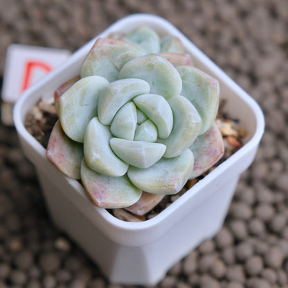 Echeveria Ice Green cluster Imported Succulent Plant - D
