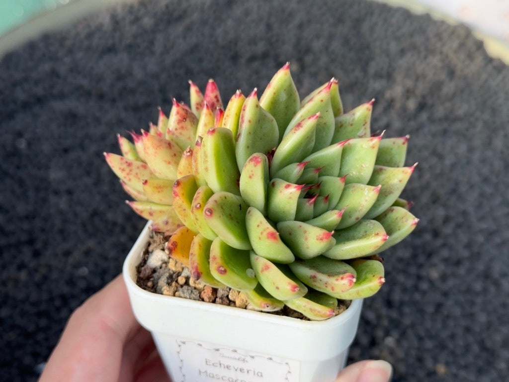 Echeveria Mascarpone Imported Succulent Plant