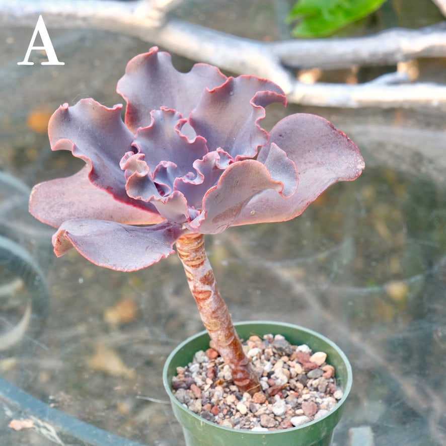 Echeveria Black Swan - Rare Dick Wright hybrid - A