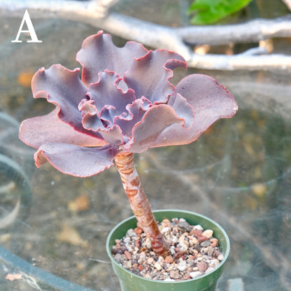 Echeveria Black Swan - Rare Dick Wright hybrid - A