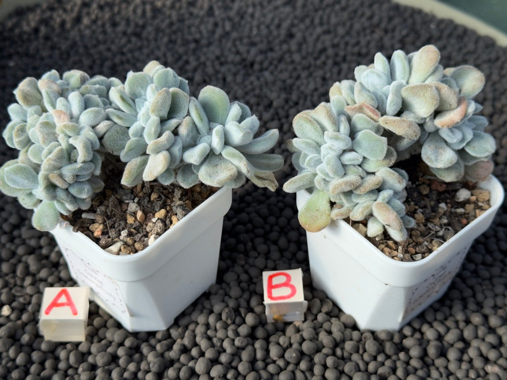 Crested Echeveria Frosty Imported Succulent Plant