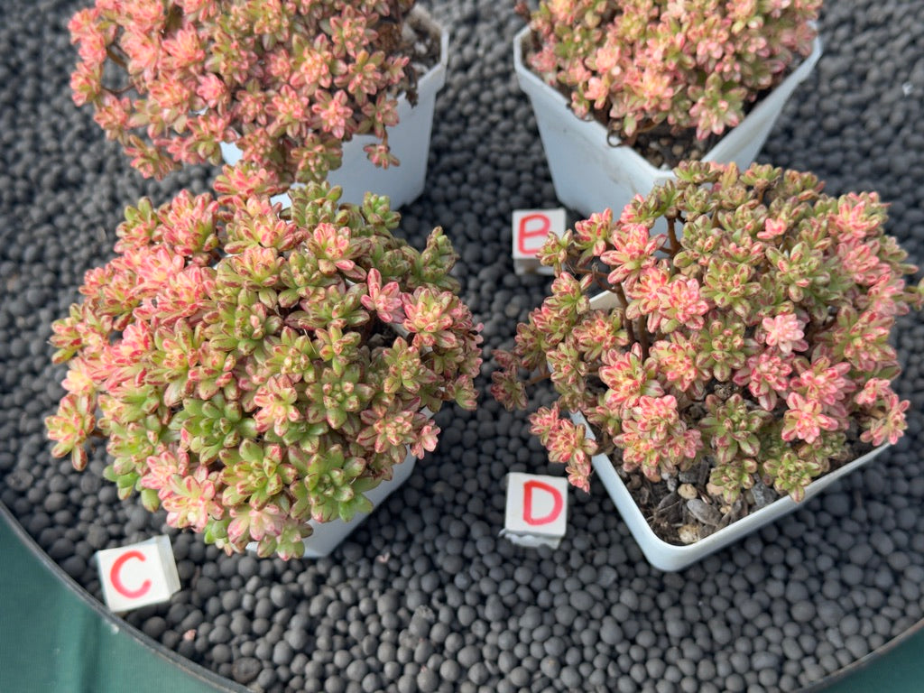 Variegated Aeonium sedifolium (L) Imported Succulent Plant