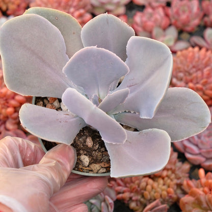 Echeveria Magnifica Succulent Plant
