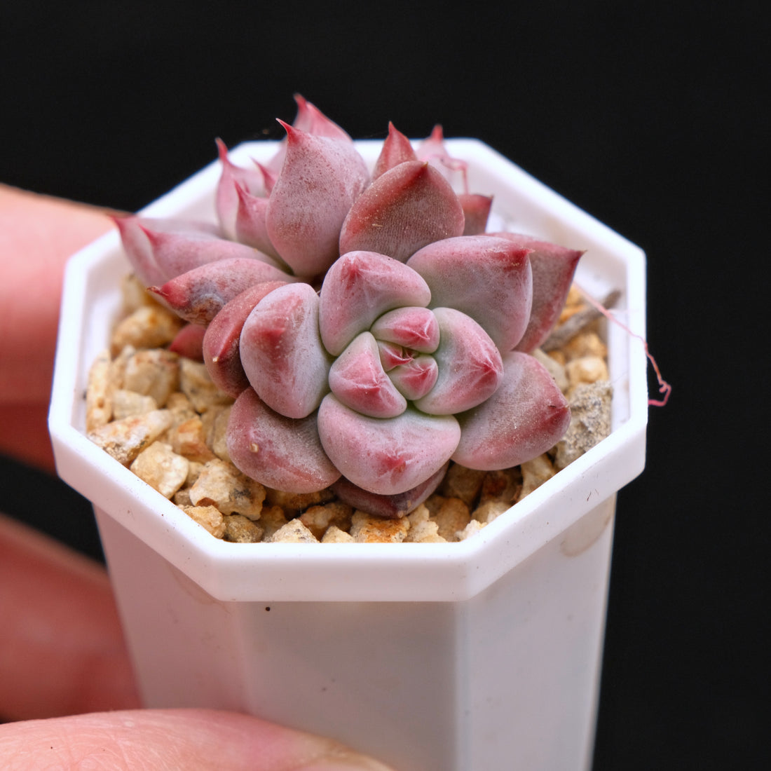 Echeveria Pena baby Korean Succulent Plant