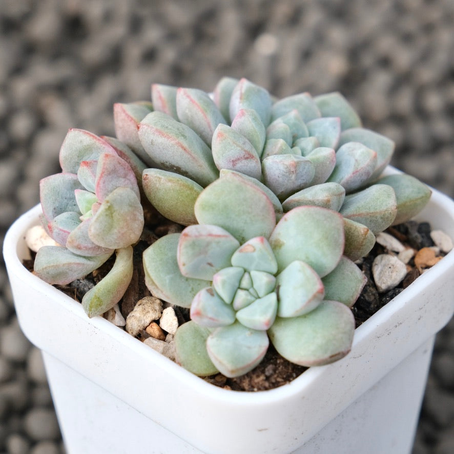 Echeveria Subcorymbosa Lau 030 Korean Succulent Plant