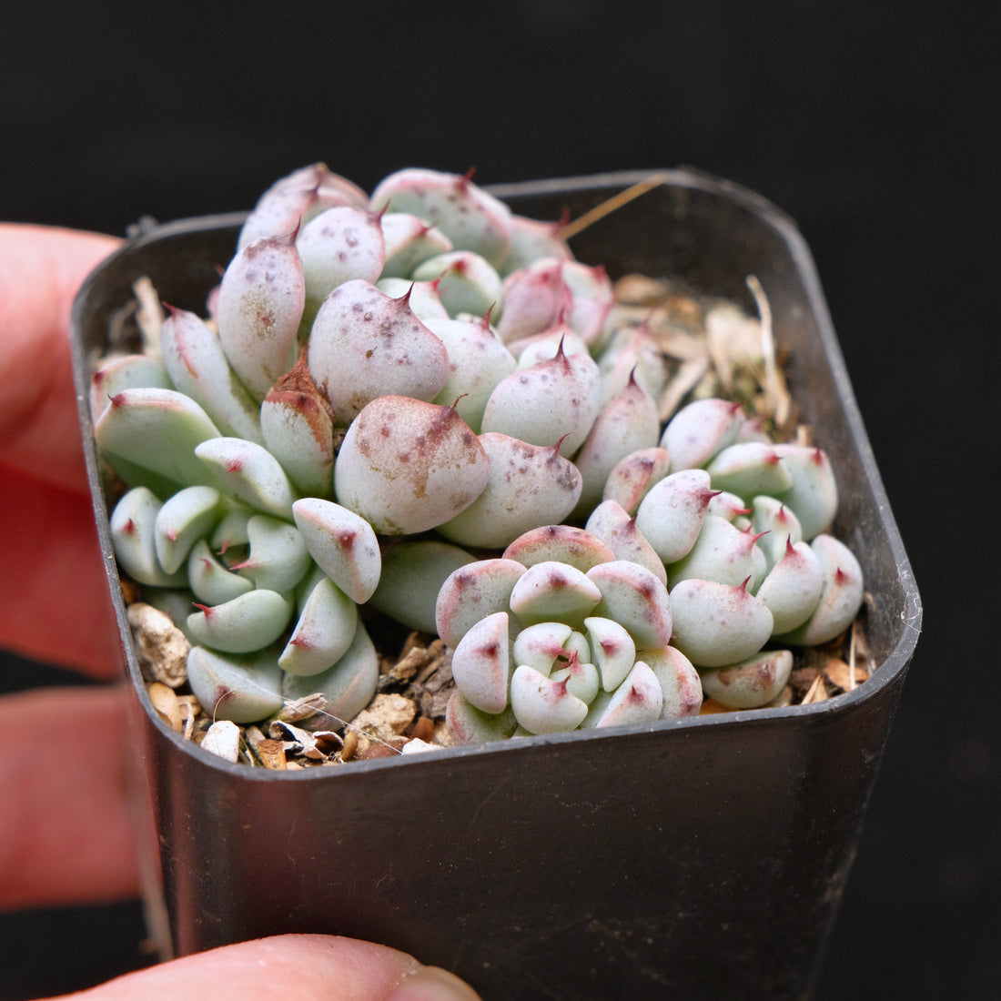 Echeveria Indigo Mini Korean Succulent Plant Hwaga Hybrid