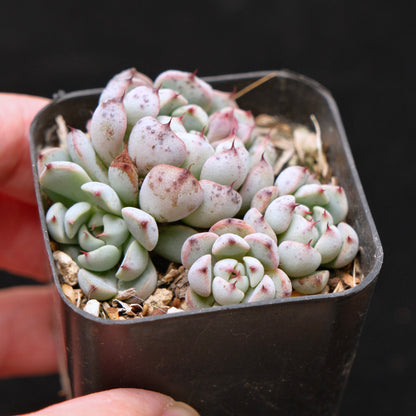 Echeveria Indigo Mini Korean Succulent Plant Hwaga Hybrid