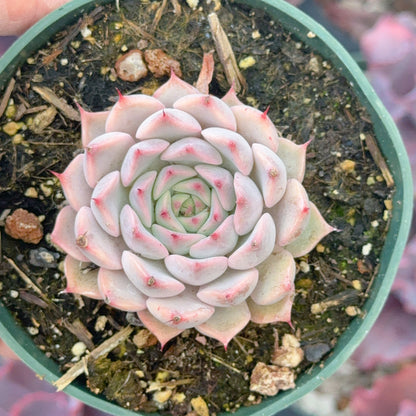 Echeveria texensis Succulent Plant