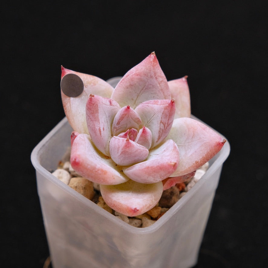 Echeveria Midnight Korean Succulent Plant