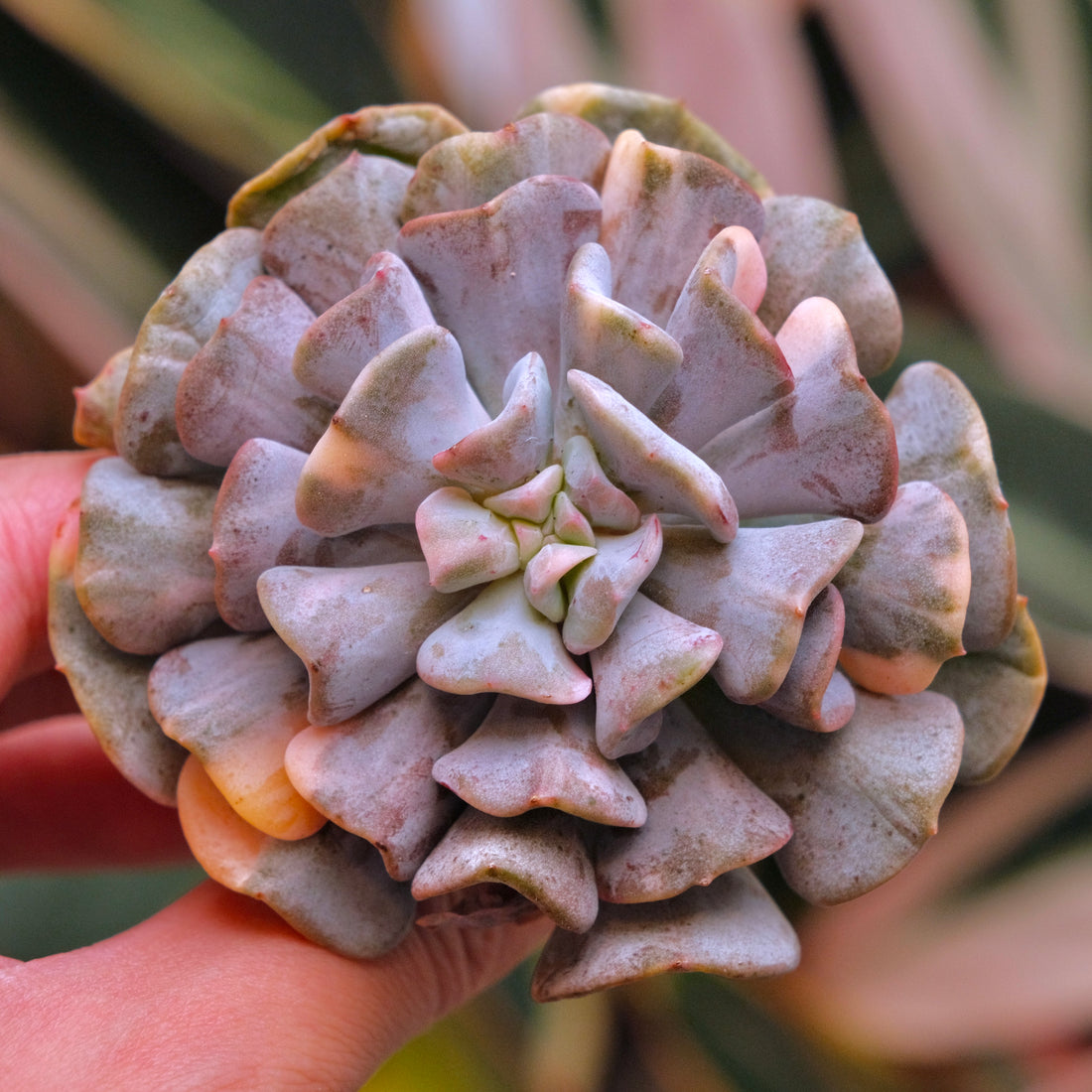 Variegated Echeveria Cubic Frost Korean Succulent Plant
