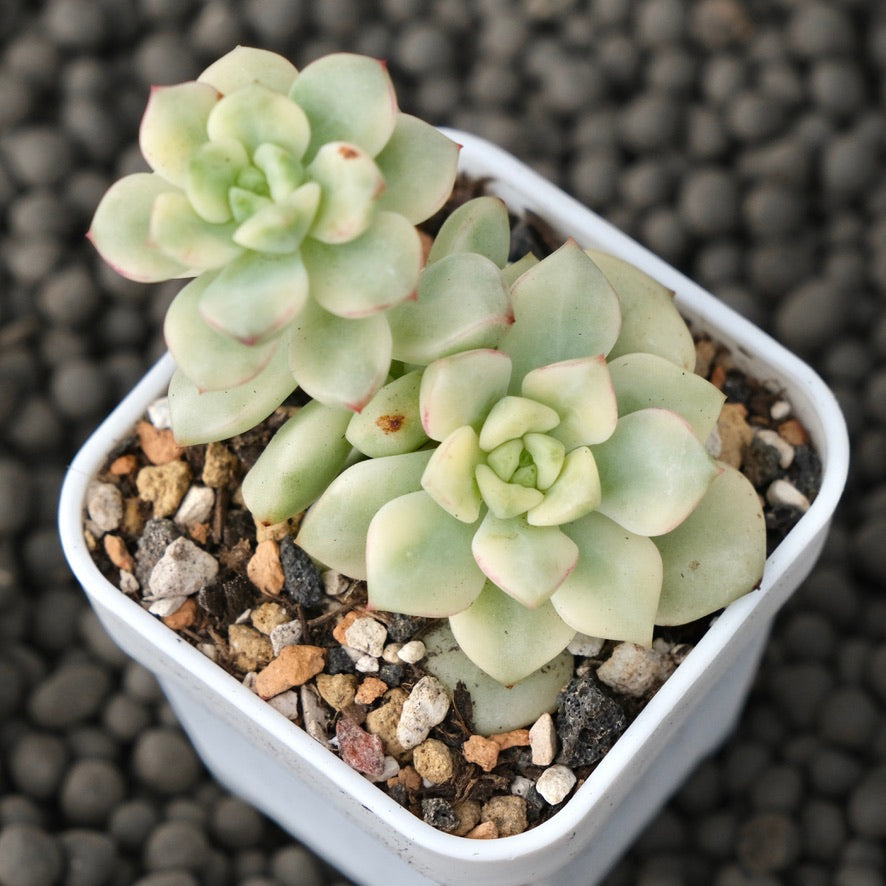 Variegated Echeveria Tango Korean Succulent Plant