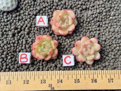 Echeveria Diamond Jelly Imported Succulent Plant
