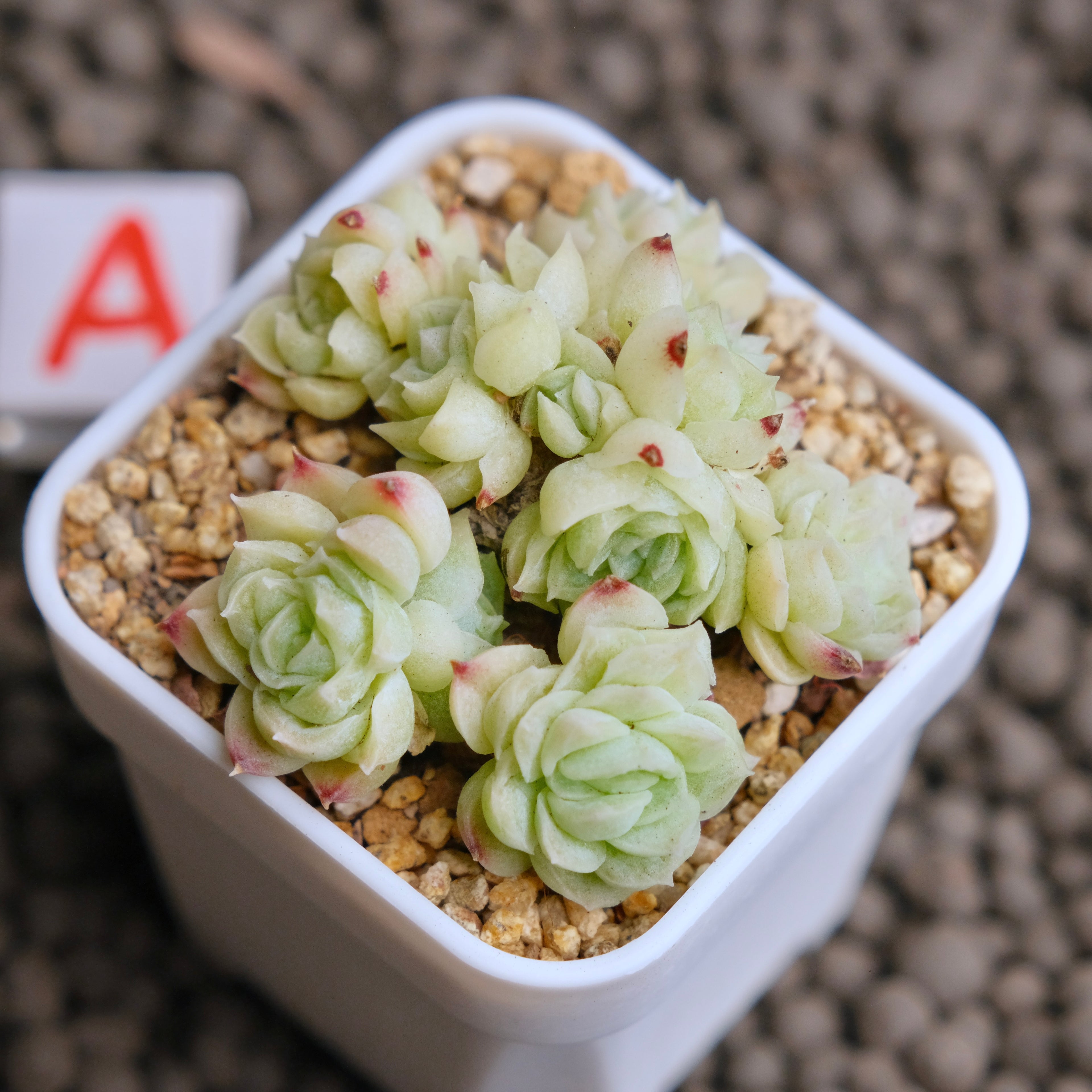 Echeveria Etrial (Korean Malgan cluster) Korean Succulent Plant - A