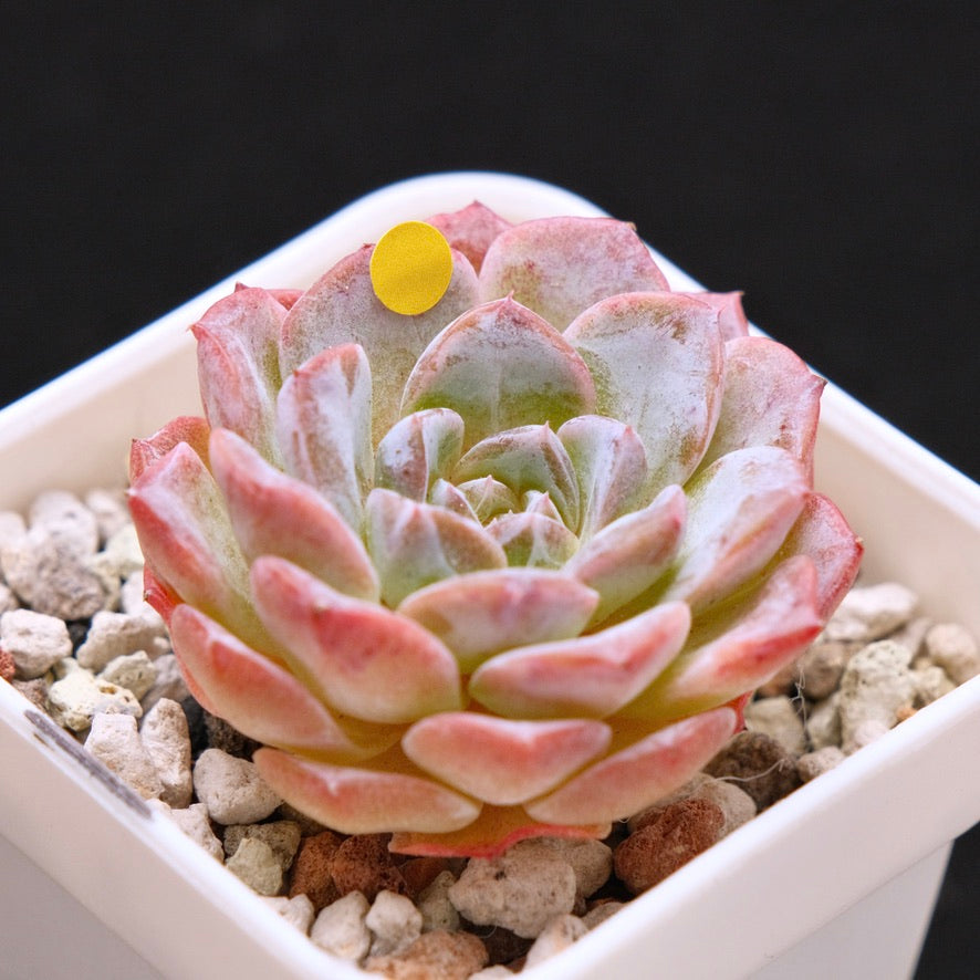Echeveria Super Sonic Korean Succulent Plant