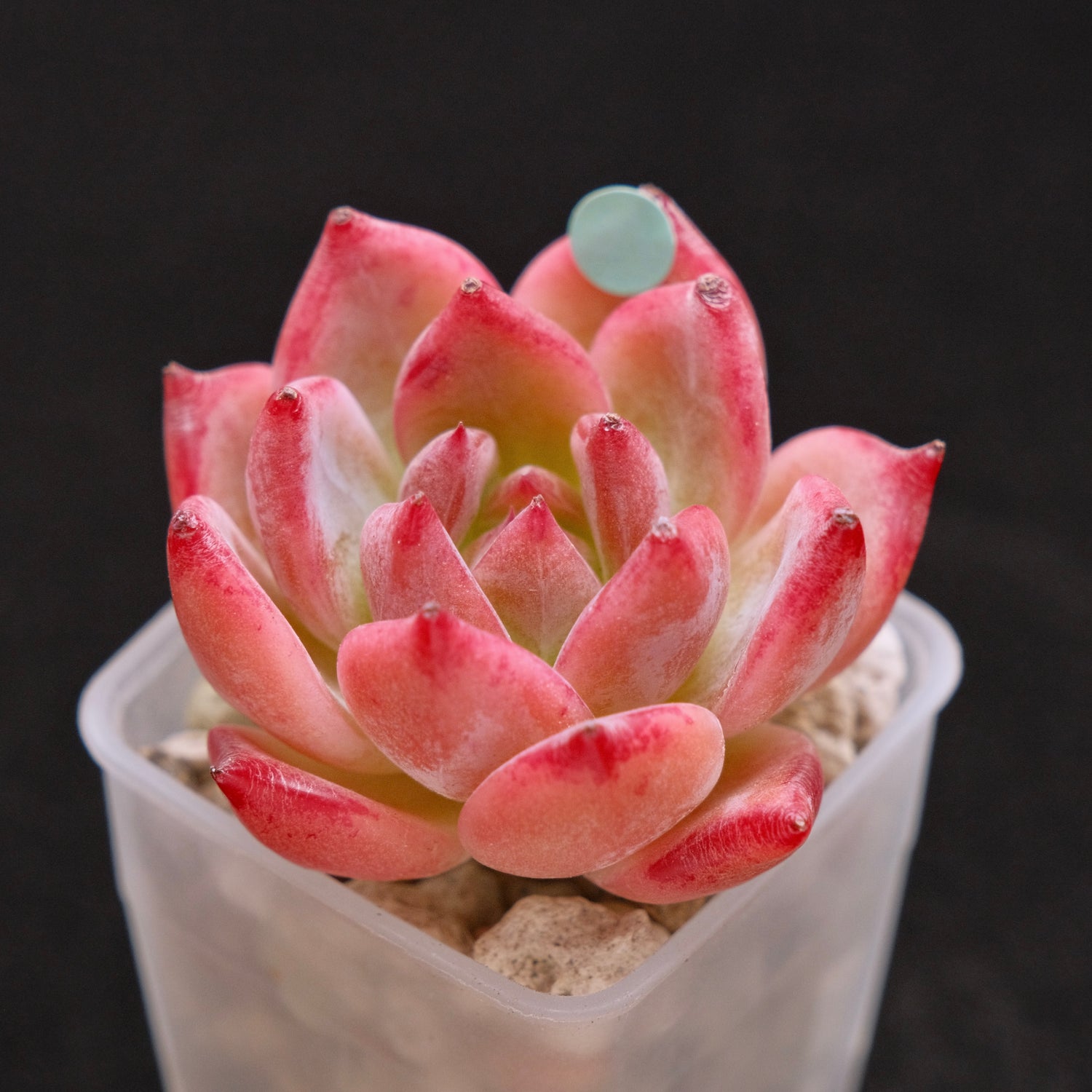Echeveria Ratam Korean Succulent Plant