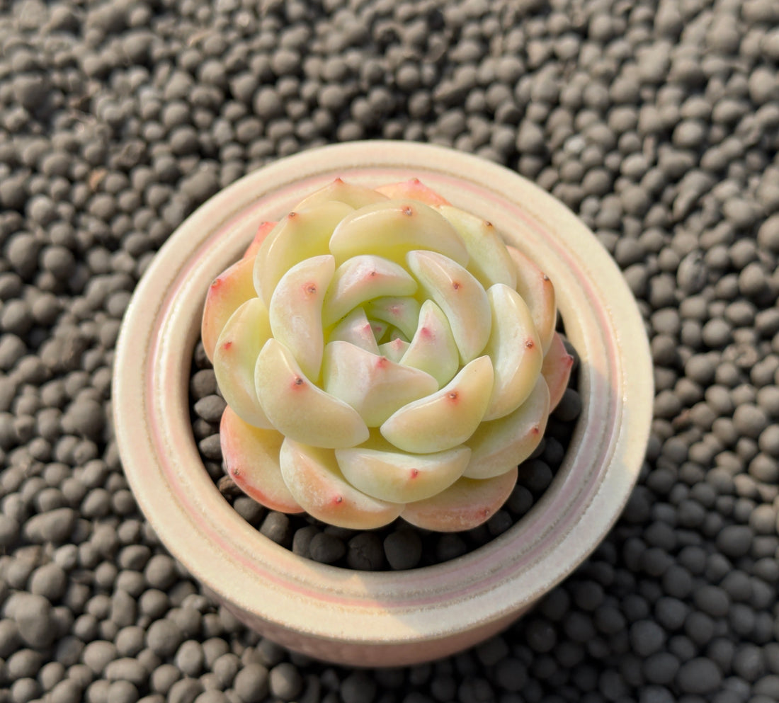 Echeveria White Crystal Rose Imported Succulent Plant