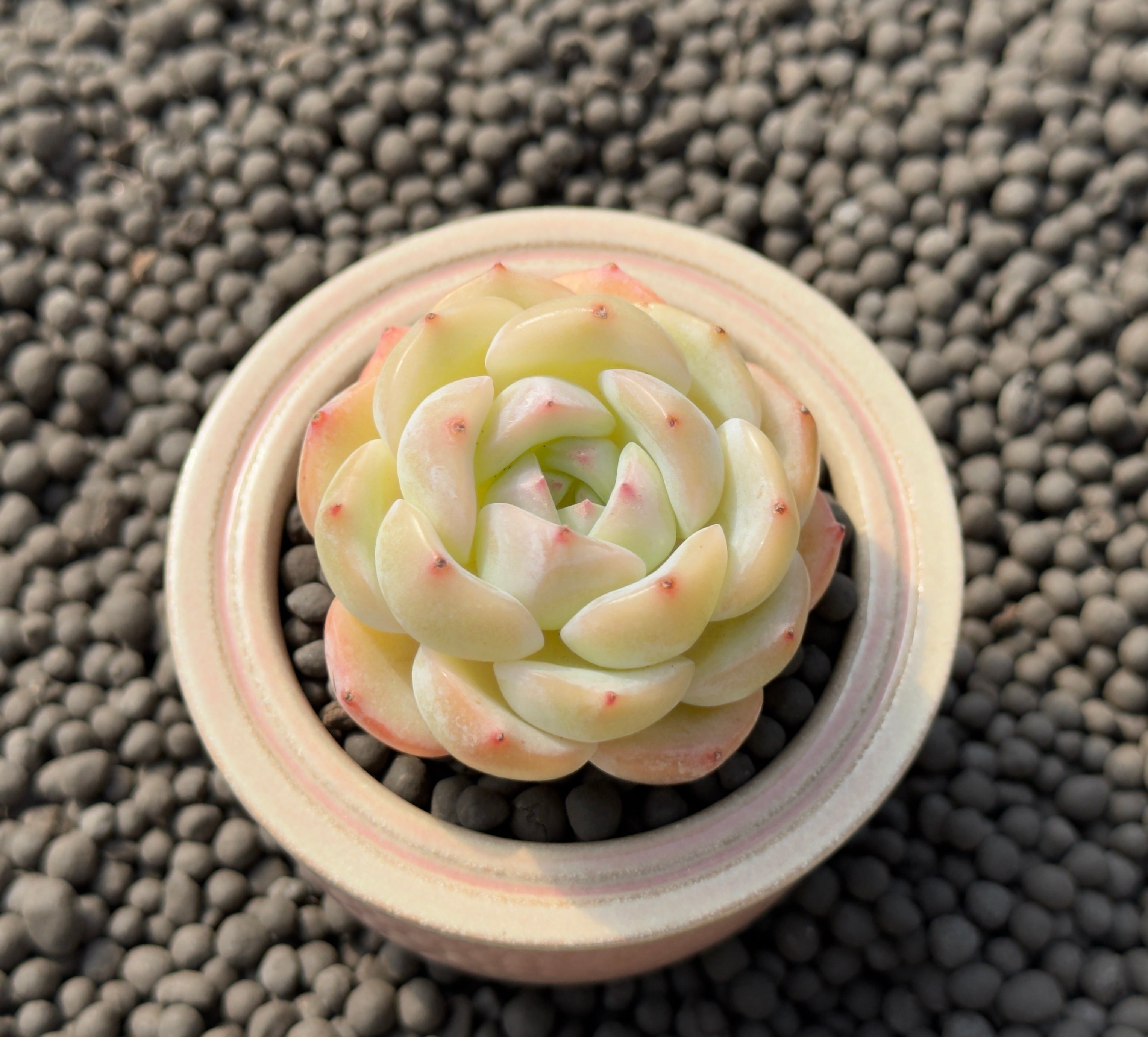 Echeveria White Crystal Rose Imported Succulent Plant