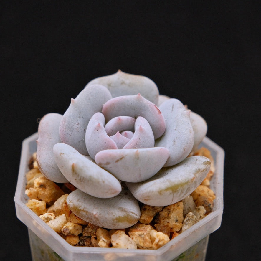 Echeveria Milk Purple Korean Succulent Plant Changhee hybrid