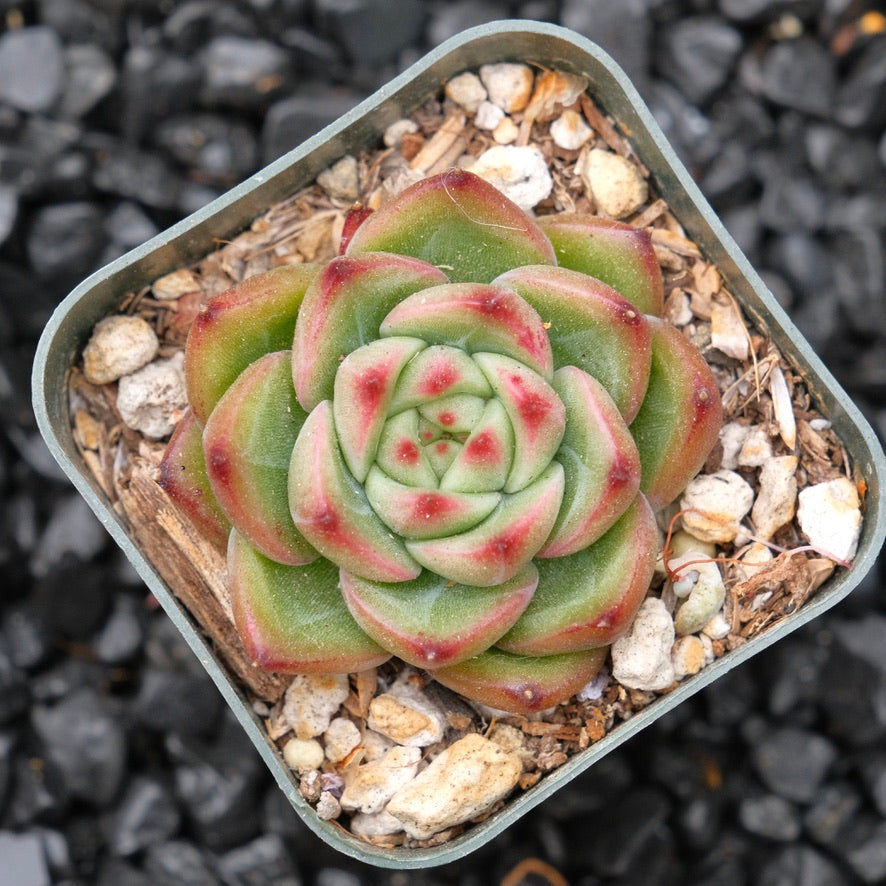 Echeveria Shallot Korean Succulent Plant