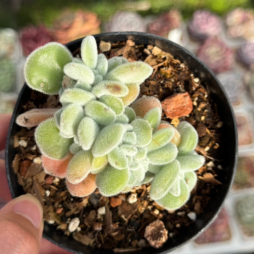Echeveria Frosty cristata Succulent Plant