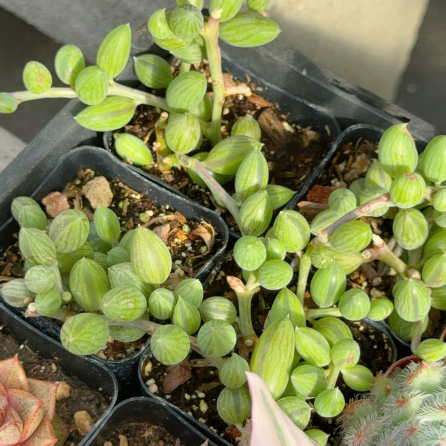 Senecio String of Watermelons Succulent Plant