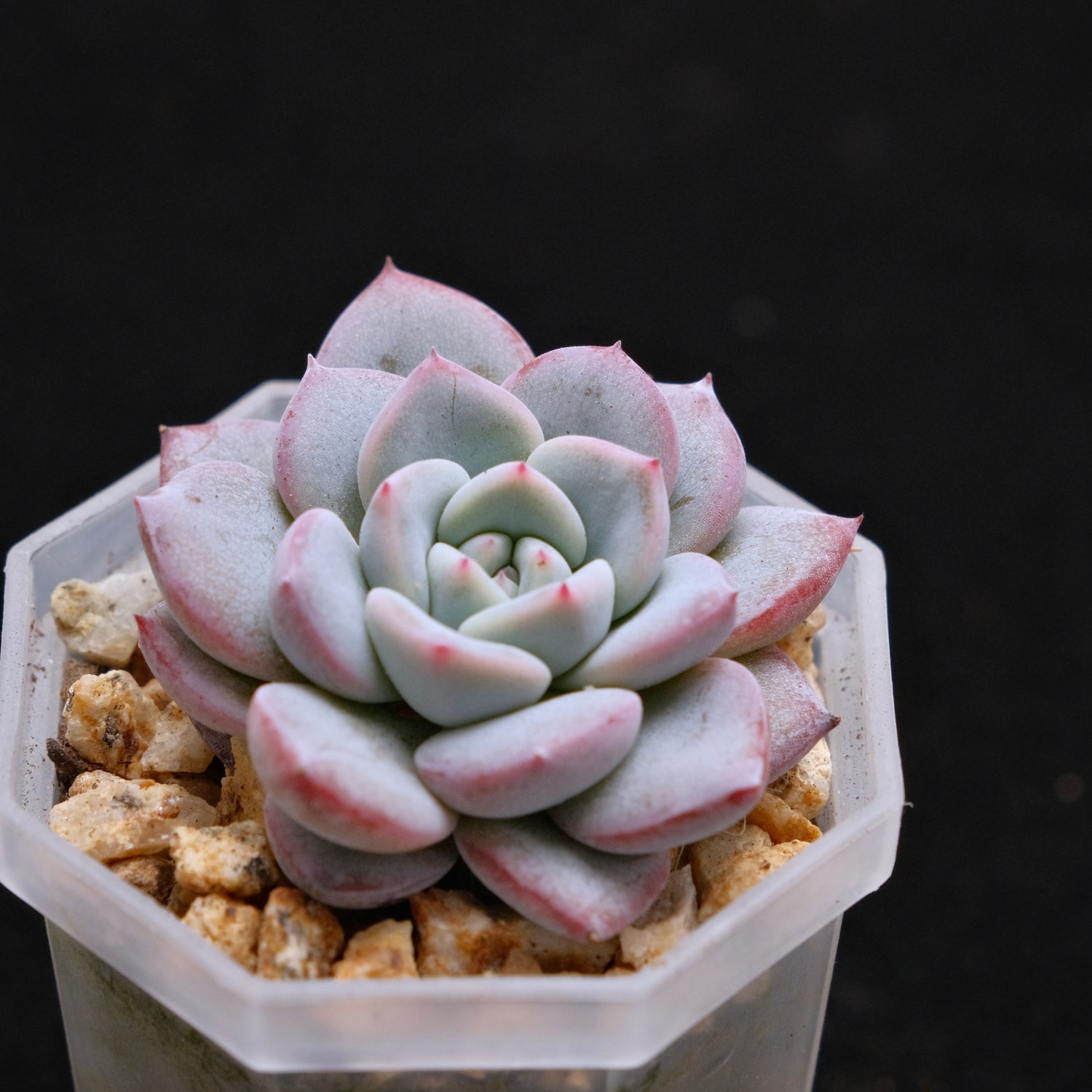 Echeveria Blue Heart baby Korean Succulent Plant