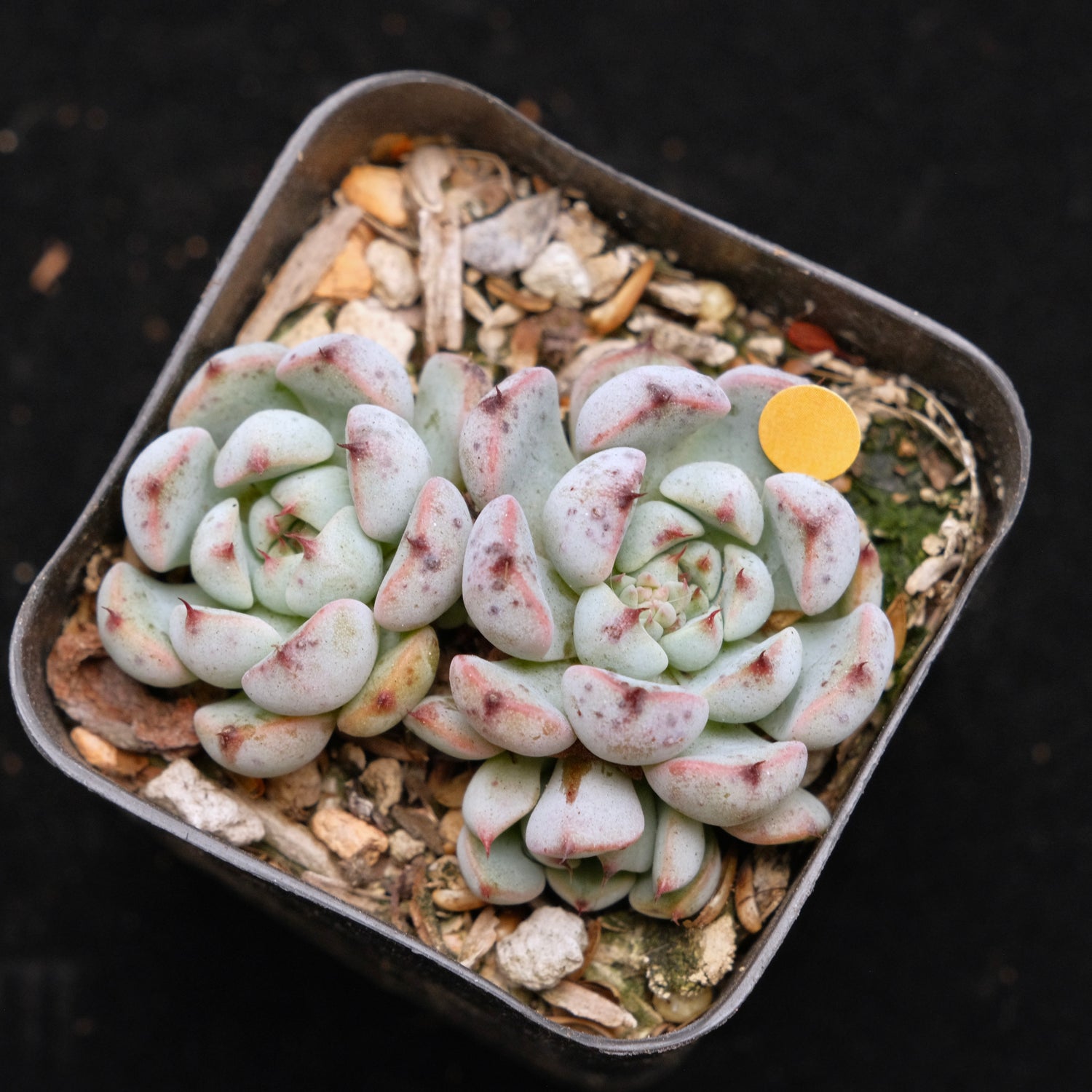Echeveria Indigo Mini Korean Succulent Plant Hwaga Hybrid
