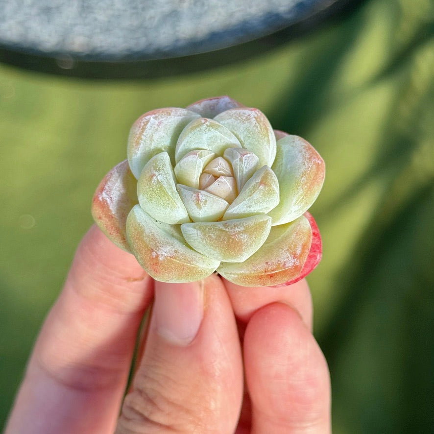 Echeveria Ice Green Succulent Plant C