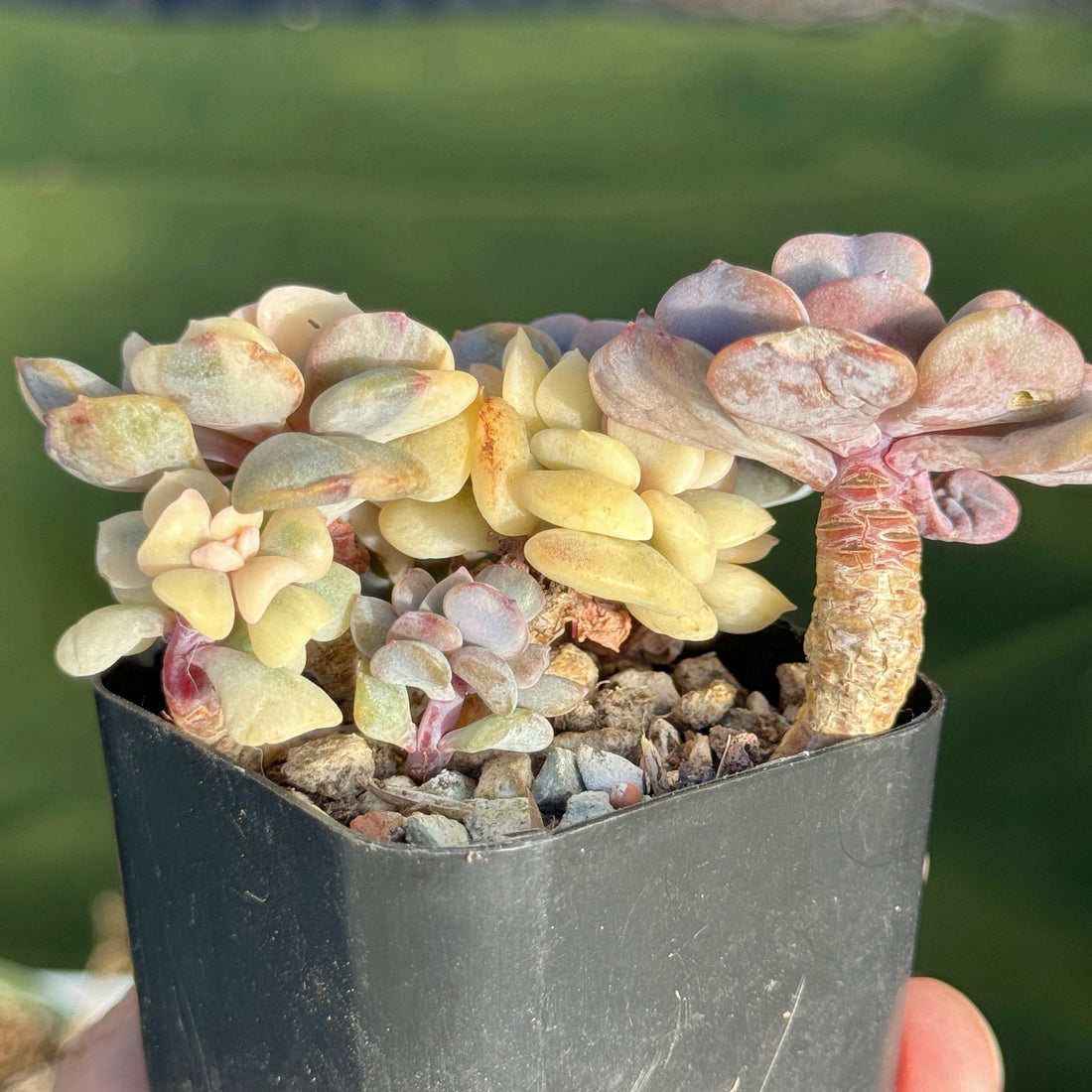 Variegated Echeveria Cubic Frost Korean Succulent Plant
