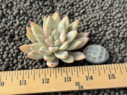 Echeveria Colmeon Korean Succulent Plant Air Magic Hybrid