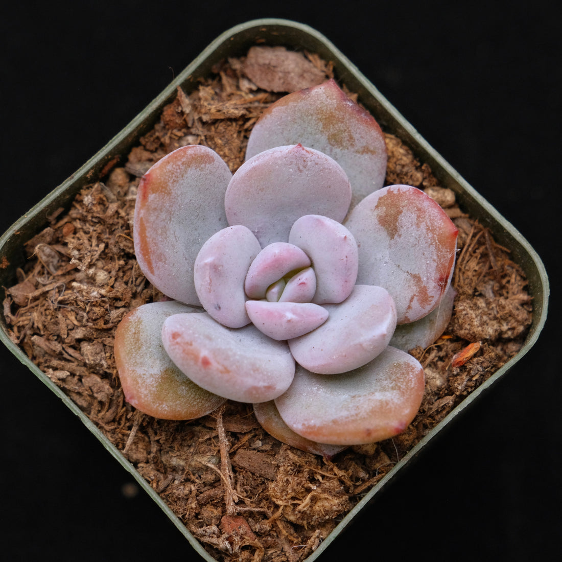 Echeveria Cream Tea hybrid Korean Succulent Plant