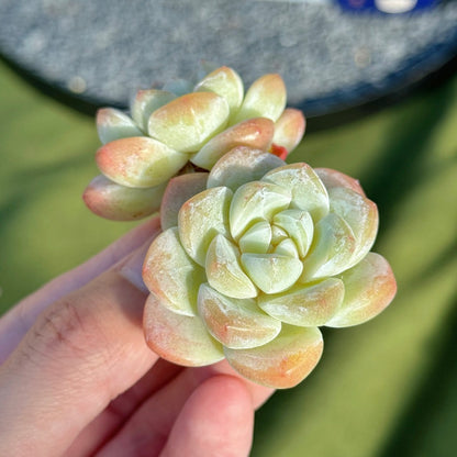 Echeveria Ice Green Succulent Plant A