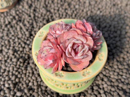 Echeveria Onslow Imported Succulent Plant