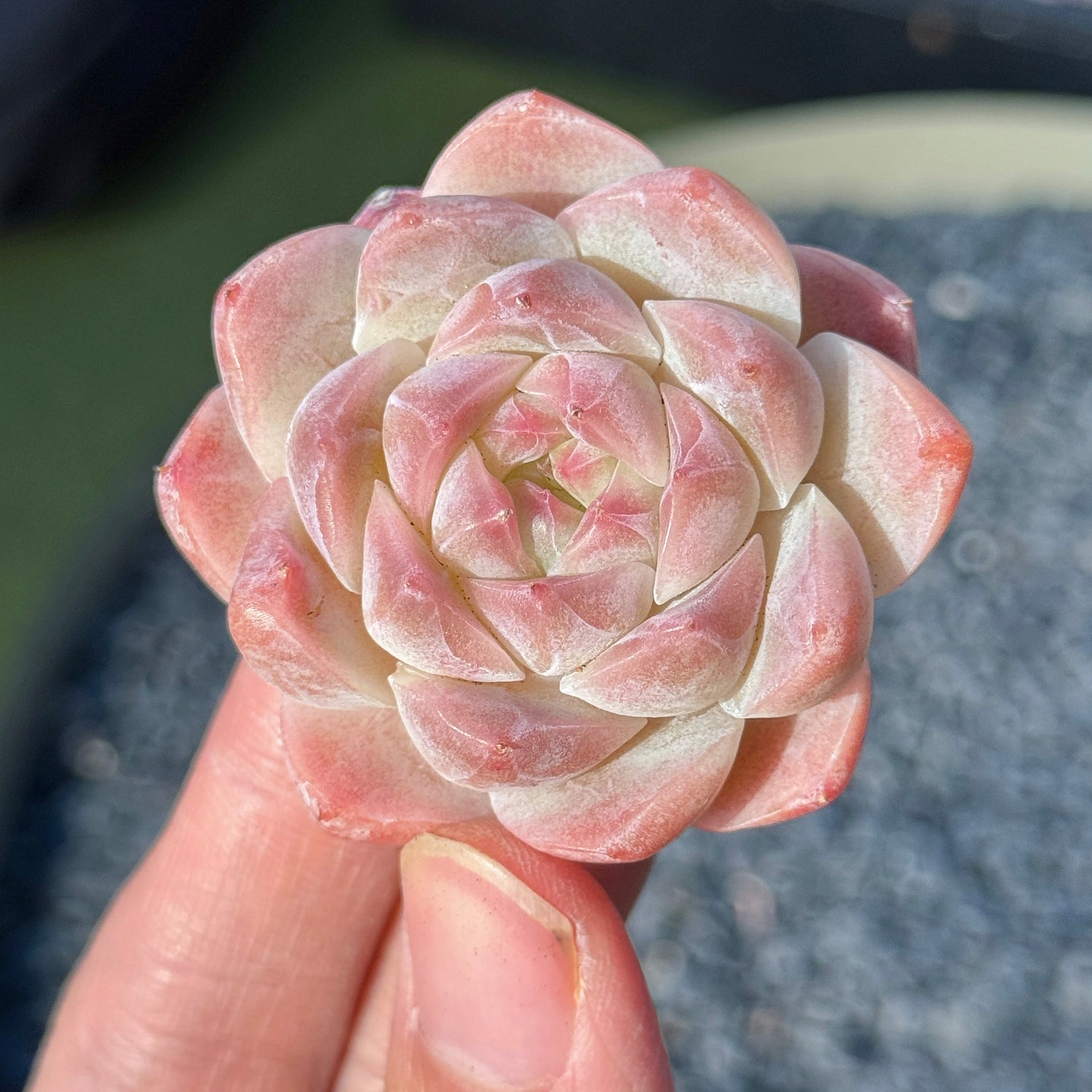 Echeveria Mystery Hybrid Succulent Plant G