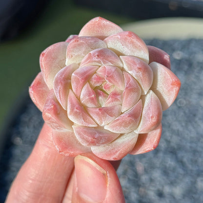 Echeveria Mystery Hybrid Succulent Plant G