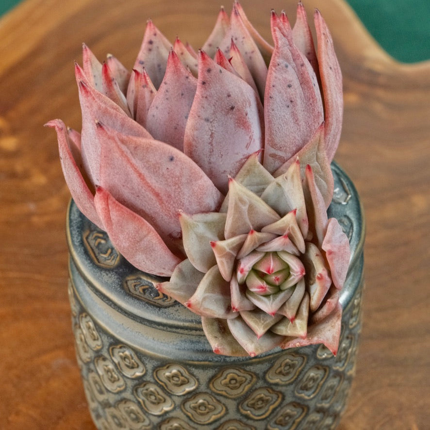 Echeveria Red Dragon Korean Succulent Plant