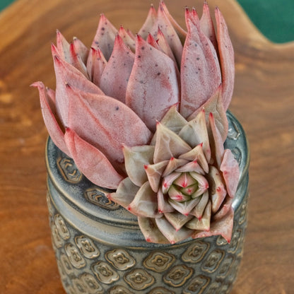 Echeveria Red Dragon Korean Succulent Plant