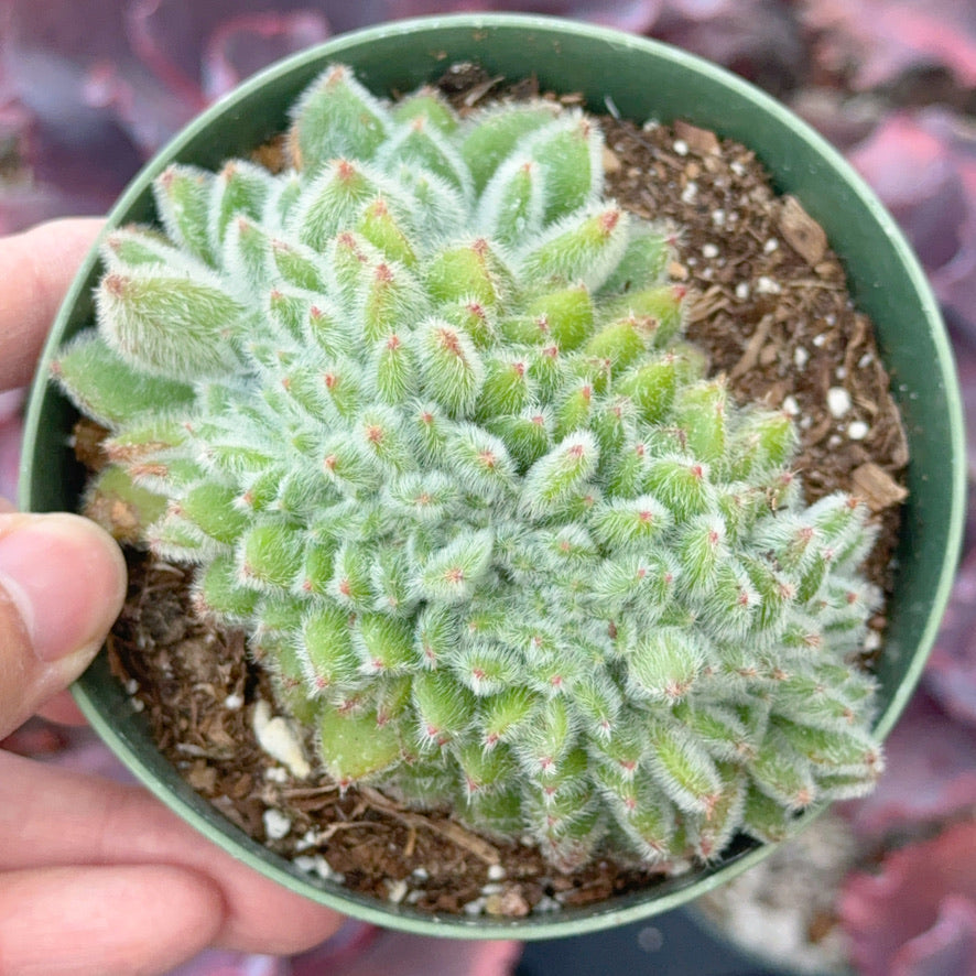 Crested Echeveria Doris Taylor Succulent Plant