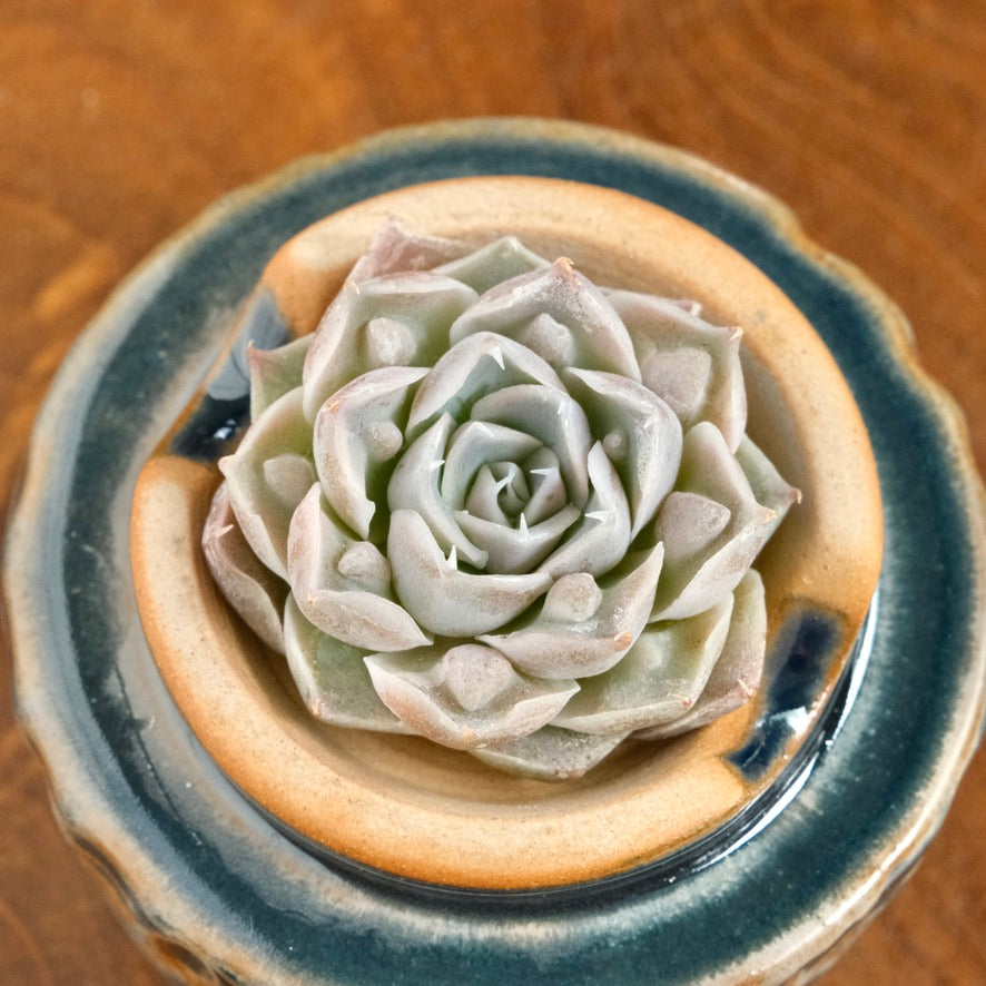 Echeveria Angel Tears Korean Succulent Plant Changhee hybrid