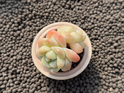 Echeveria Ice Green Imported Succulent Plant